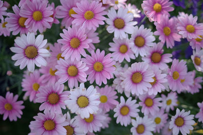 High angle view of purple flowering plants