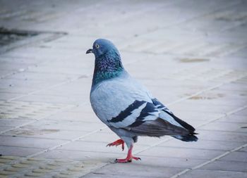Close-up of bird against blurred background