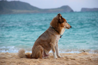 Dog sitting on sand at beach