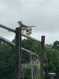 Low angle view of bird perching on wooden post