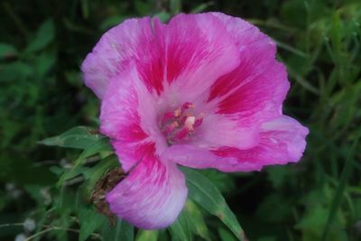 Close-up of pink flower blooming outdoors