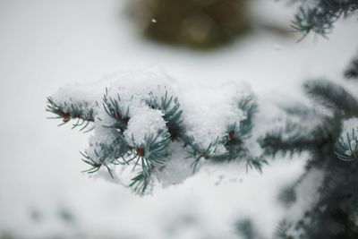 Close-up of frozen pine tree during winter