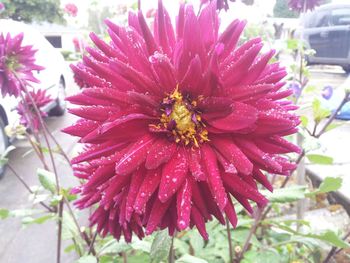 Close-up of pink flower