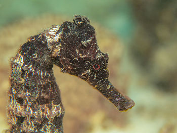 close-up