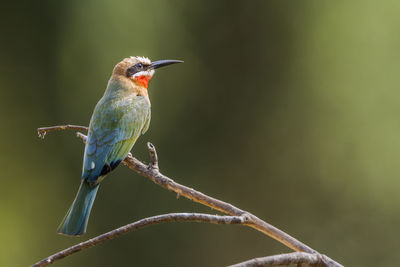 Close-up of bird perching on branch