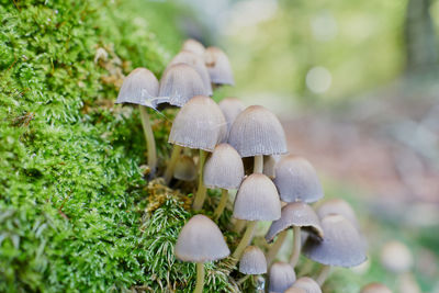 Close-up of mushrooms growing on land