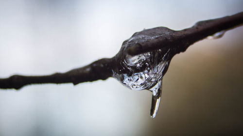 Close-up of water drop on leaf