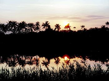 Silhouette plants against sky during sunset