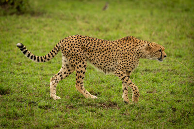 Full length of a cat