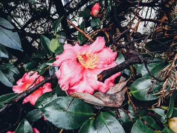 Close-up of pink hibiscus