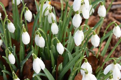 Close-up of white flowers blooming outdoors