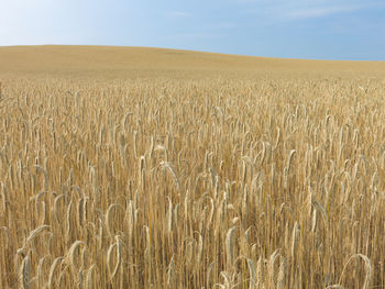 Wheat field