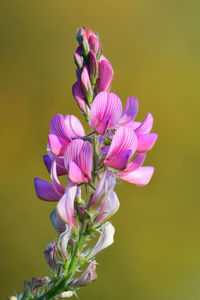 Close up of a common sainfoin flower in bloom 