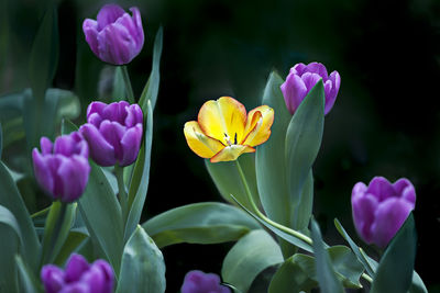 Close-up of pink crocus flowers