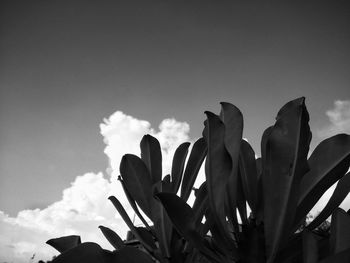 Low angle view of succulent plant against sky