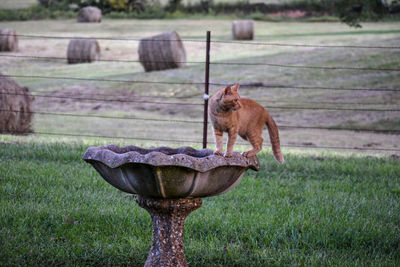 View of an animal on field