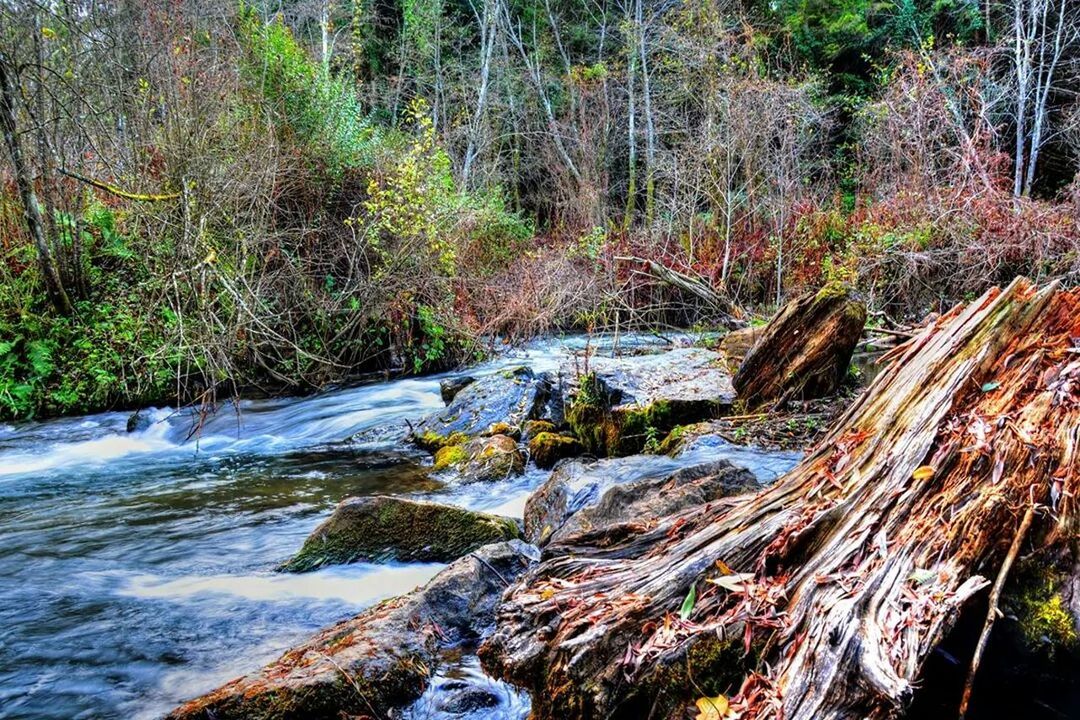 water, forest, tree, stream, flowing, nature, flowing water, beauty in nature, river, scenics, tranquility, rock - object, tranquil scene, motion, high angle view, day, growth, non-urban scene, plant, outdoors