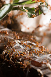 Close-up of dried leaves on plant