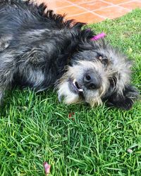 Dog on grassy field