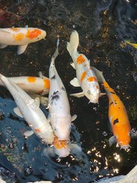 High angle view of koi carps swimming in pond