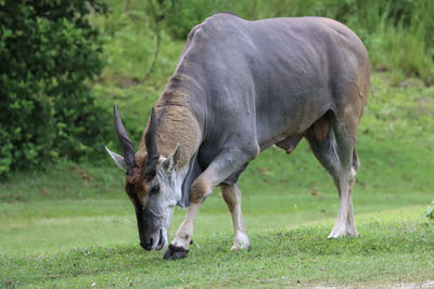 Male patterson's eland grazing with smile