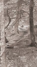 Footpath passing through forest