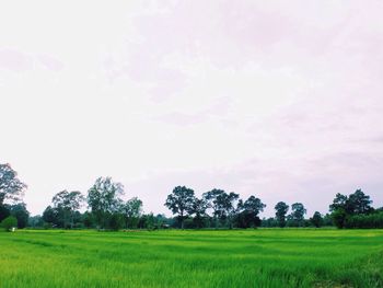 Trees on grassy field