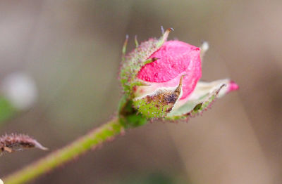 Close-up of pink rose bud