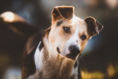 Portrait of a dog