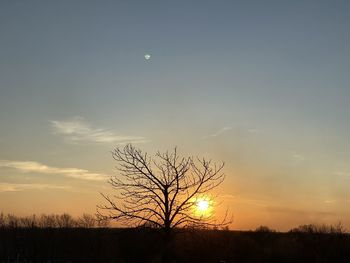 Silhouette bare tree on field against sky at sunset