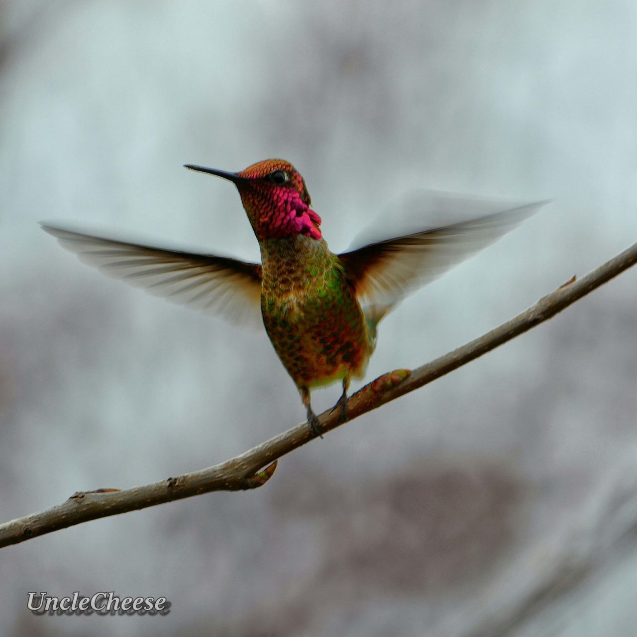 bird, hummingbird, one animal, focus on foreground, spread wings, day, mid-air, flying, animal themes, animals in the wild, no people, outdoors, nature, close-up, beauty in nature