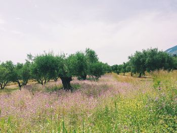 Plants and trees against sky