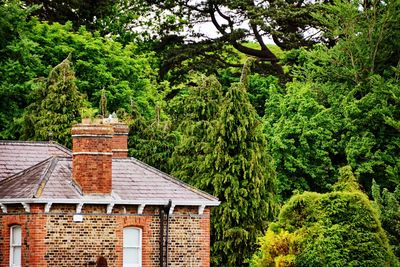 House amidst trees and plants in forest