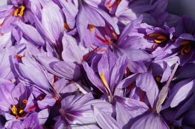 Close-up of purple crocus flowers