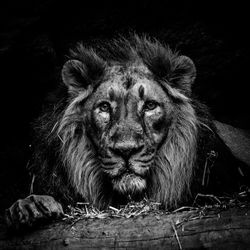 Portrait of lion relaxing in forest