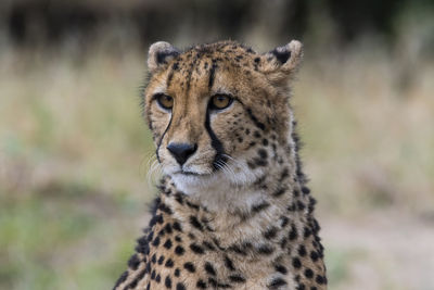 Close-up of a cat looking away