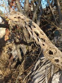 Close-up of dried plant on field