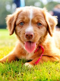 Close-up portrait of puppy