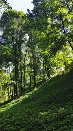 Trees in forest