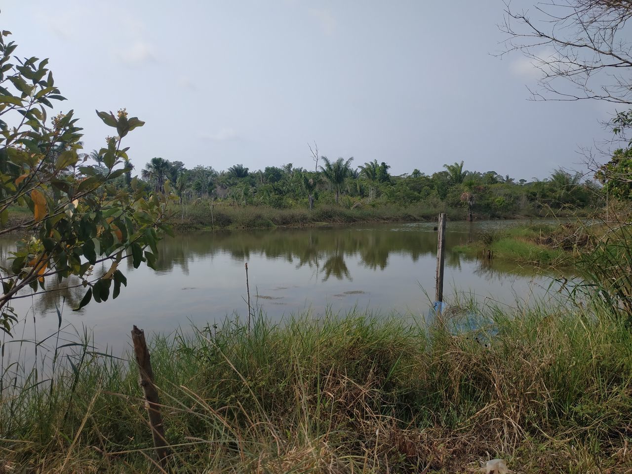 SCENIC VIEW OF LAKE WITH TREES AGAINST SKY