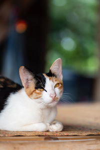 Close-up of a cat