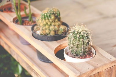 High angle view of succulent plant on table