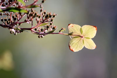 Close-up of flower buds