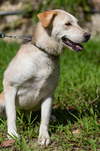 Dog looking away on field