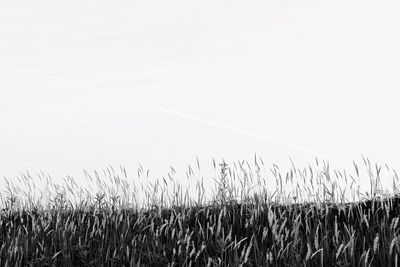 Scenic view of wheat field against clear sky