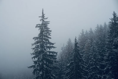 Snowy trees in foggy winter forest