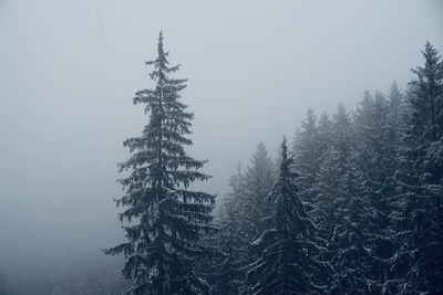 Low angle view of pine tree during winter