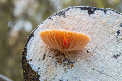 Close-up of mushroom growing on tree trunk