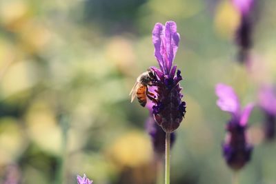 Close-up of insect on purple flower