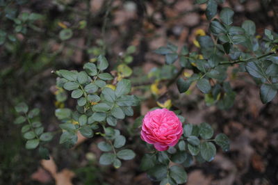 Close-up of pink flowering plant